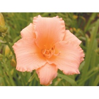 daylilies: PATTI NEYLAND