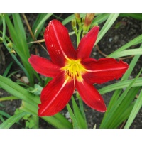 daylilies: BENGAL FIRE
