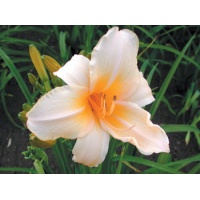 daylilies: PEACH ICE (VT)