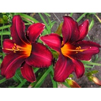 daylilies: PERSIAN GARNET (VT)