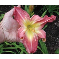 daylilies: PINK SUPER SPIDER