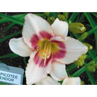 daylilies: PRIZE PICOTEE SPLENDOR