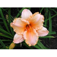 daylilies: PURE AND SIMPLE