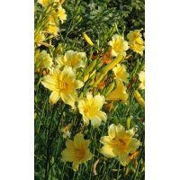 daylilies: PURITY