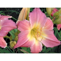 daylilies: PURPLE GIANT (VT)