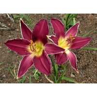 daylilies: REAL PURPLE STAR