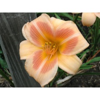 daylilies: REAL WIND
