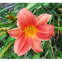 daylilies: RED PERSIMMON (VT)