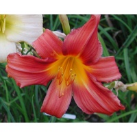 daylilies: RED SPIRE
