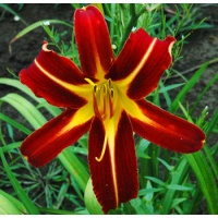 daylilies: RENAISSANCE