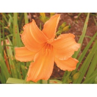 daylilies: RIGHT REGAL (VT)