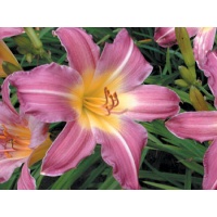 daylilies: RIPE GRAPES (VT)
