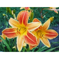 daylilies: ROSY THUMBPRINT (VT)