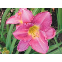 daylilies: ROYAL BLUE BLOOD