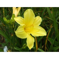 daylilies: SANDRA ELIZABETH