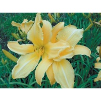 daylilies: SARAJEVO (VT)
