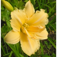 daylilies: SAVANNAH DEBUTANTE