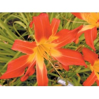 daylilies: SCORPIO II (VT)