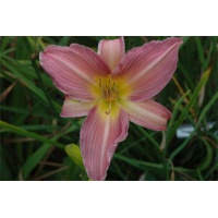 daylilies: SEVEN VEILS (VT)