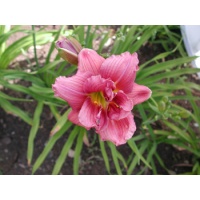 daylilies: SHAMROCK DOUBLE GRAPE