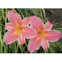 daylilies: SHINE ON (VT)