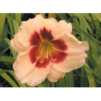 daylilies: SILOAM BUTTON BOX