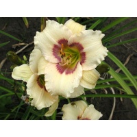 daylilies: SILOAM FAIRY TALE