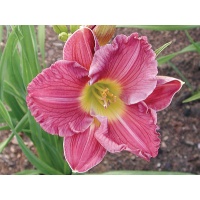 daylilies: SILOAM HOWARD'S HARMONY
