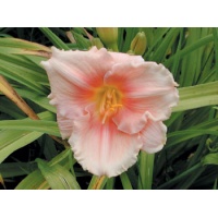 daylilies: SILOAM PINK GLOW
