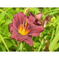 daylilies: SILOAM PLUM TREE