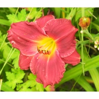 daylilies: SILOAM RED RUBY
