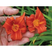 daylilies: SKIATOOK CARDINAL