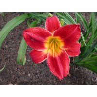 daylilies: SLIGO