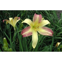 daylilies: SPRING FANTASY