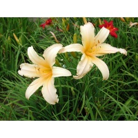 daylilies: STAR CREAM RUFFLES (VT)