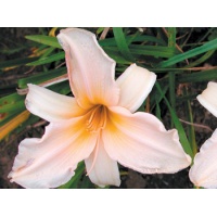 daylilies: BLUSHING MELON (VT)