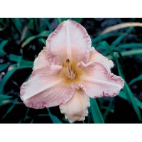 daylilies: TERI ELLIS