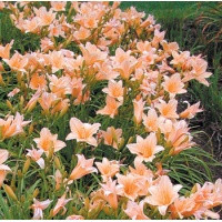 daylilies: THE LAST MELON (VT)