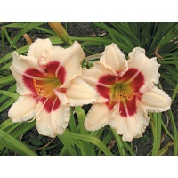 daylilies: TODD MONROE