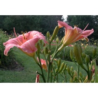 daylilies: TYPE ALPHA (VT)
