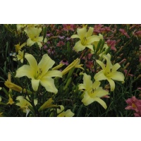 daylily blooms: TETRINA'S DAUGHTER
