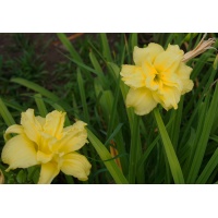 DOUBLE GARDENIA