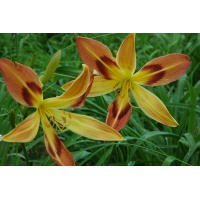 EASTERN SUNBURST (VT)