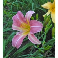 FLEUR DE ROCAILLE
