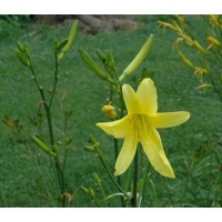 H. hakunensis  X H. citrina