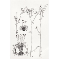 H. fulva (FOOD GRADE)