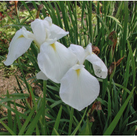 i-ensata-giant-white-6-28-04a-500px