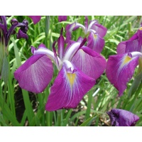 2nd Year Iris ensata