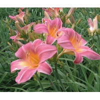 KATOO'S ROSE (VT)