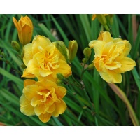 LITTLE CARNATION